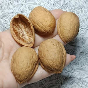 Walnut shell halves, Natural Crafts Supplies, Ornament Walnut slices, Organic Home Decor, Eco-material for creativity, set 100, 50 or 20 pcs