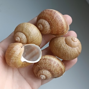 May include: A collection of four natural snail shells with a textured, light brown, and tan spiral pattern. The shells feature a rounded, globular shape with a smooth, white interior opening visible on one of the specimens, showcasing their organic form.