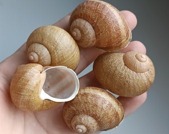 May include: A collection of four natural snail shells with a textured, light brown, and tan spiral pattern. The shells feature a rounded, globular shape with a smooth, white interior opening visible on one of the specimens, showcasing their organic form.