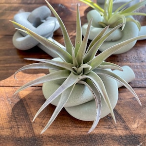 May include: A green concrete planter shaped like a knot with a green air plant growing inside.