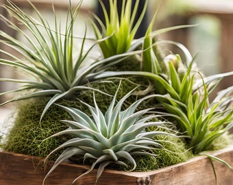 Air Plant Mix: Tillandsia Wholesale Bundle, Terrarium Plants