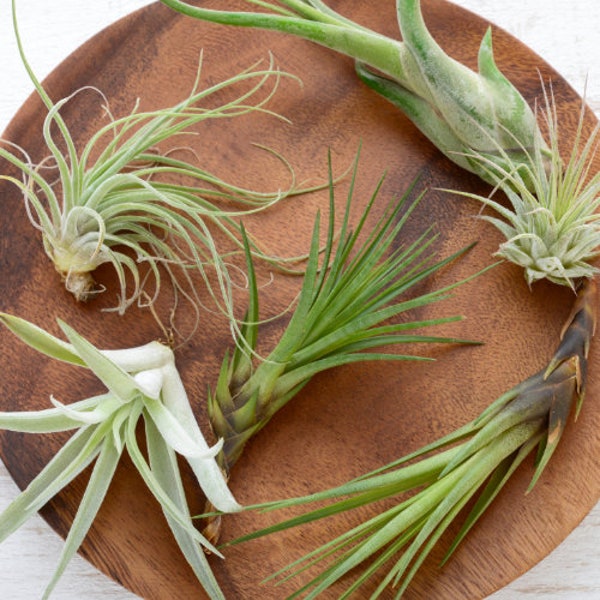 Air Plant WHOLESALE Mix, Airplant Tillandsia, Bulk, Sale, Wedding Favors, Terrariums, Plant Gifts