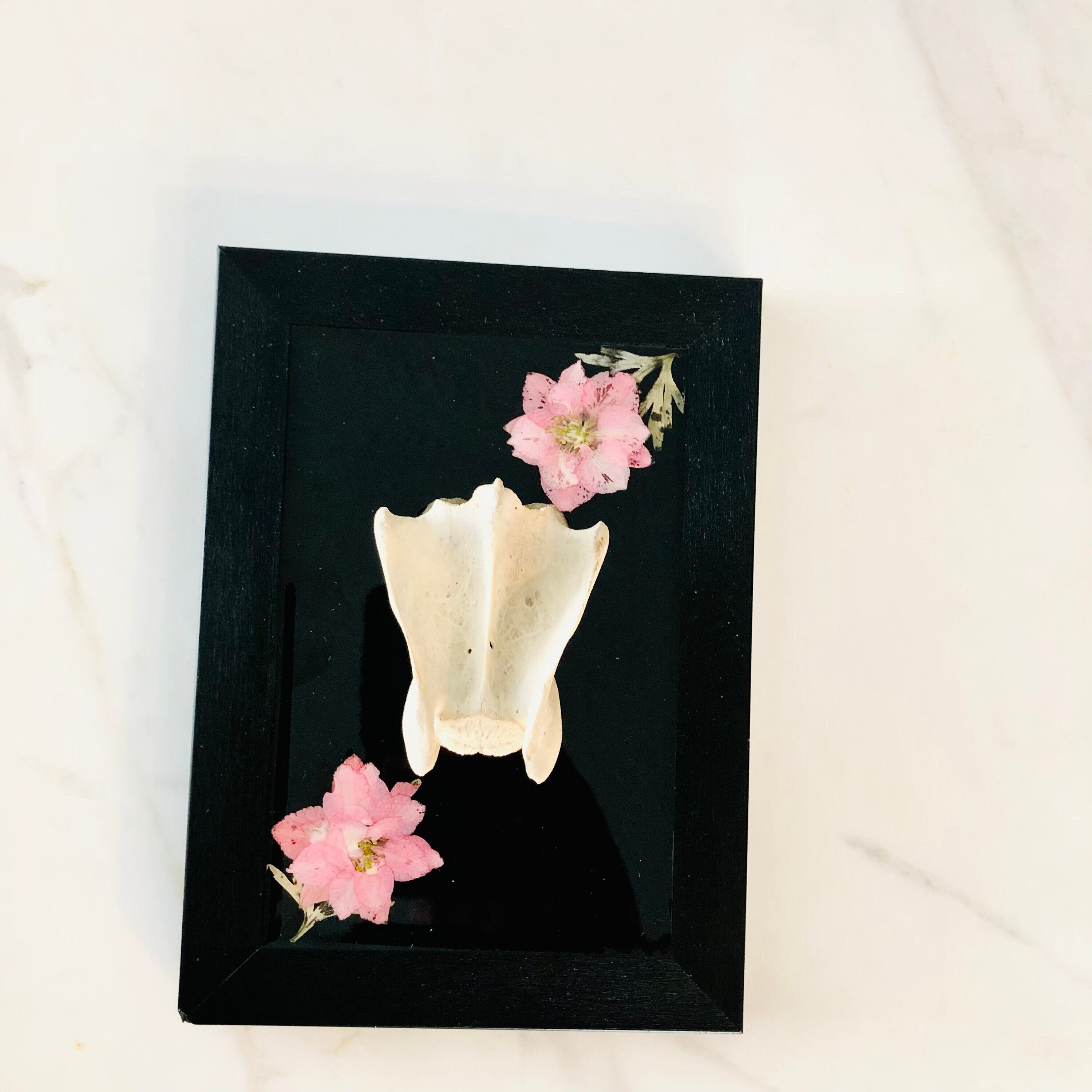 Bone Decor Oddity Art Animal Bone Wall Art Sanitized Bones Etsy UK