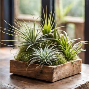Air Plant WHOLESALE Mix, Airplant Tillandsia, Bulk, Sale, Wedding Favors, Terrariums, Plant Gifts
