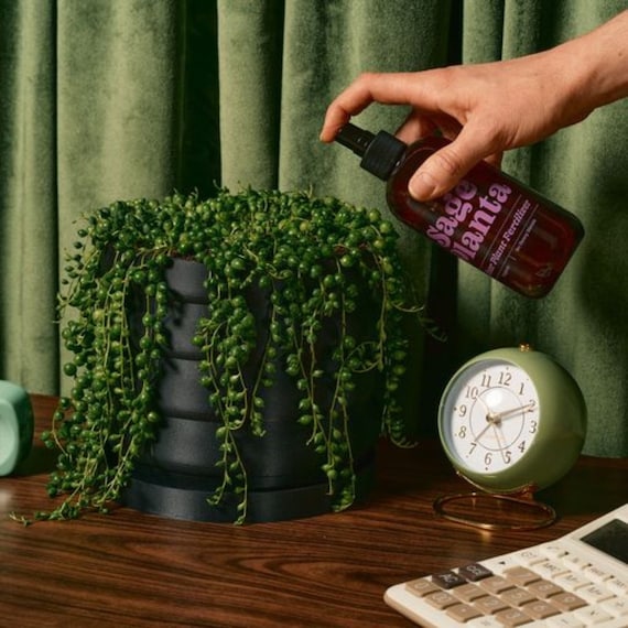 Organic Indoor Plant Fertilizer: Natural Plant Care Spray - Etsy
