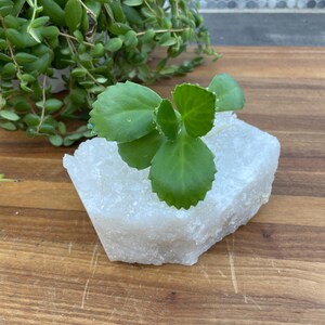 May include: A small green plant growing in a white, rough-textured, crystal rock planter. The planter is on a wooden surface.