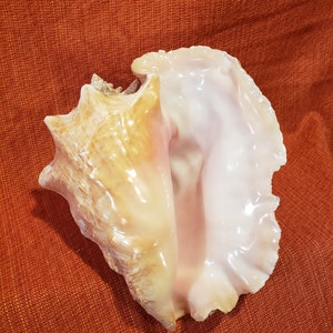 May include: A large, pink and cream colored seashell with a smooth, glossy finish. The shell has a distinctive, curved shape and a ruffled edge.