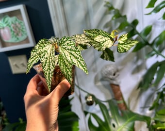 Angel Wing Begonia Plant Lana Large 6 Pot Rare Terrarium -