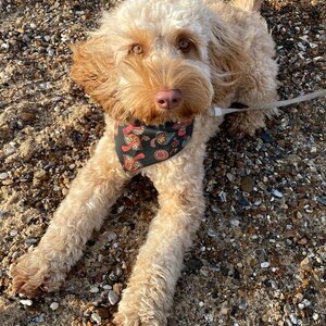 May include: A light brown dog with a patterned bandana sitting on a beach with small pebbles.