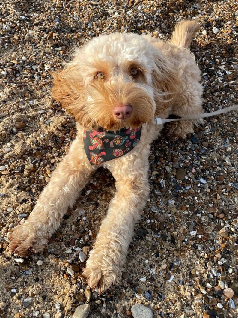 May include: A light brown dog with a patterned bandana sitting on a beach with small pebbles.