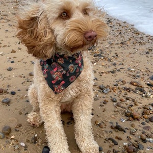 May include: A light brown dog with a black bandana with a colorful mushroom pattern sits on a sandy beach with small rocks.