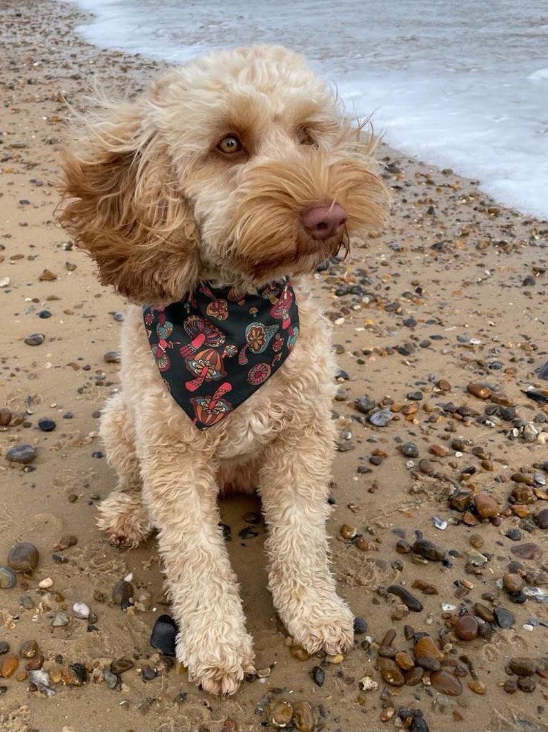May include: A light brown dog with a black bandana with a colorful mushroom pattern sits on a sandy beach with small rocks.