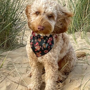 May include: A light brown dog with a white patch on its head is wearing a black bandana with a colorful mushroom pattern. The dog is sitting on a sandy beach with tall grass in the background.