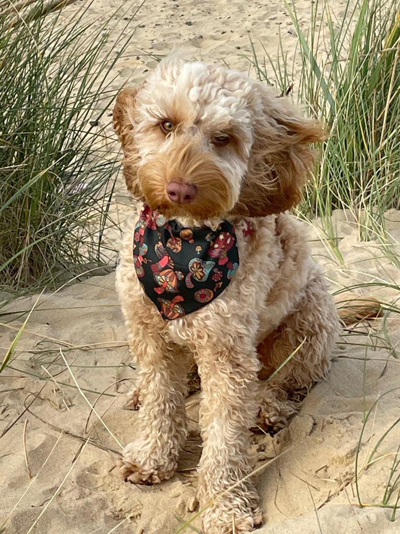 May include: A light brown dog with a white patch on its head is wearing a black bandana with a colorful mushroom pattern. The dog is sitting on a sandy beach with tall grass in the background.