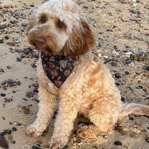May include: A light brown and white dog with curly fur is sitting on a beach. The dog is wearing a black bandana with a colorful pattern of flowers and mushrooms.