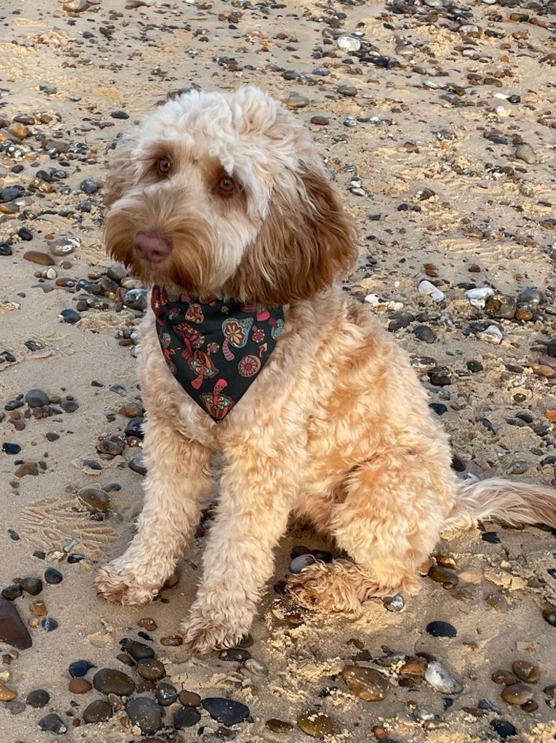 May include: A light brown and white dog with curly fur is sitting on a beach. The dog is wearing a black bandana with a colorful pattern of flowers and mushrooms.