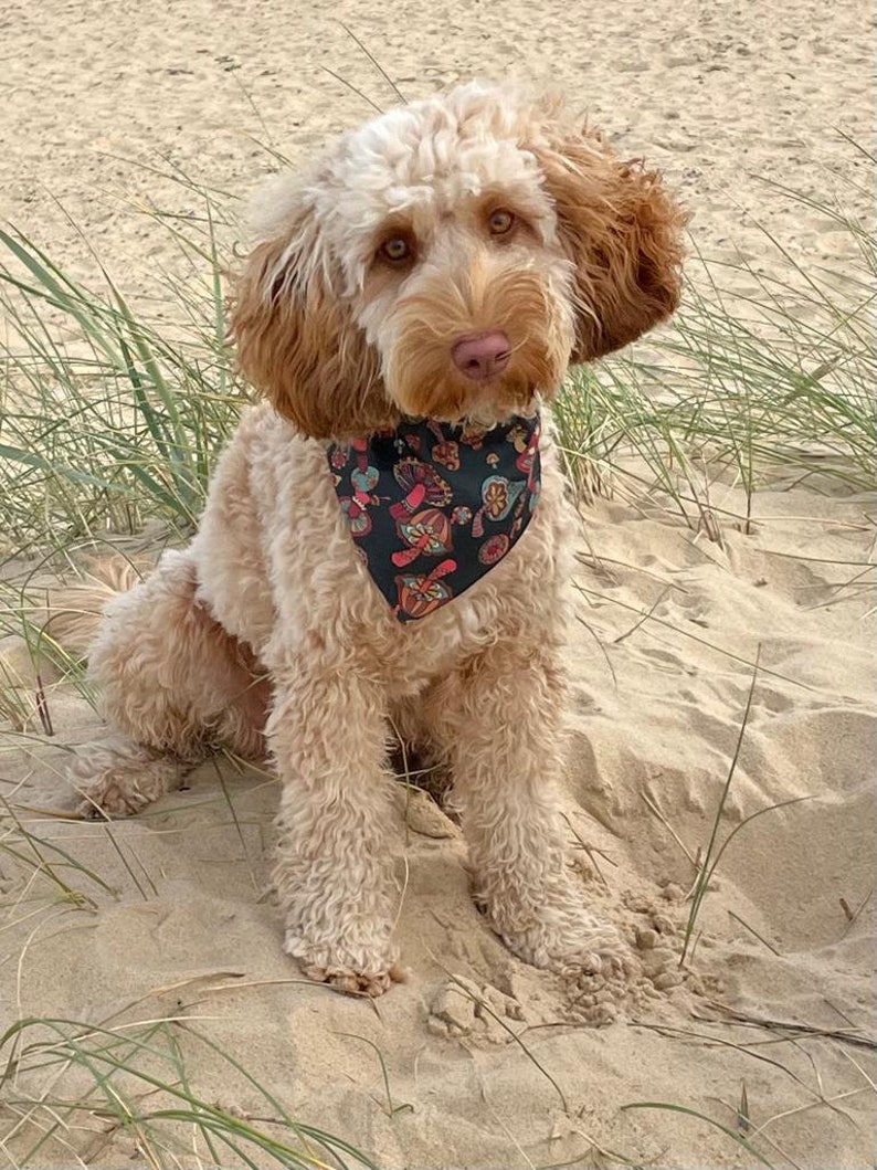May include: A light brown dog with a black bandana with a colorful pattern sits on a sandy beach with green grass.