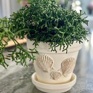 6” Coastal Indoor Pots