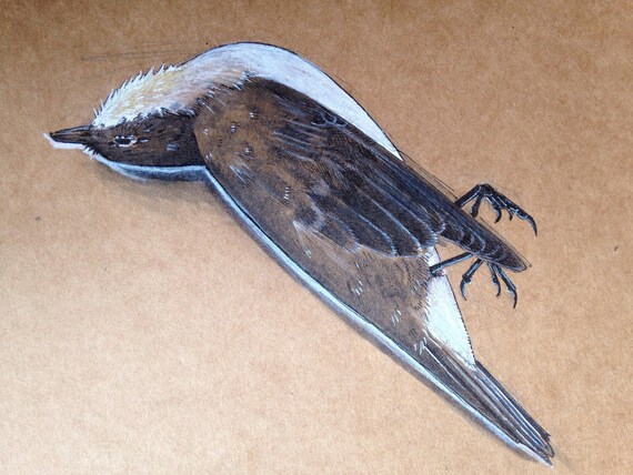 Oiseau Mort œuvre Dessin Original Fait à La Main Dessin Stylo Illustration Brown Papier Oiseaux Animaux Nature Morts Mort