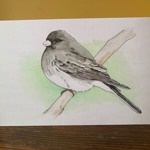 Junco - Carte de voeux toutes occasions, impression aquarelle, intérieur vierge