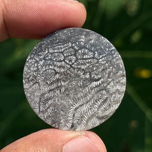 May include: A circular, polished fossilized coral cabochon featuring a detailed, intricate grey and white pattern of branching, fan-like structures throughout the stone, showcasing natural organic textures and a smooth, reflective surface finish.