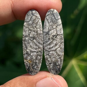 May include: Two oval-shaped cabochons featuring a dark gray and black base with intricate, light gray, fern-like fossilized coral patterns throughout the surface. These polished stones display a detailed, branching organic texture across their faces.