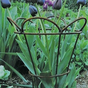 Tulip basket plant support