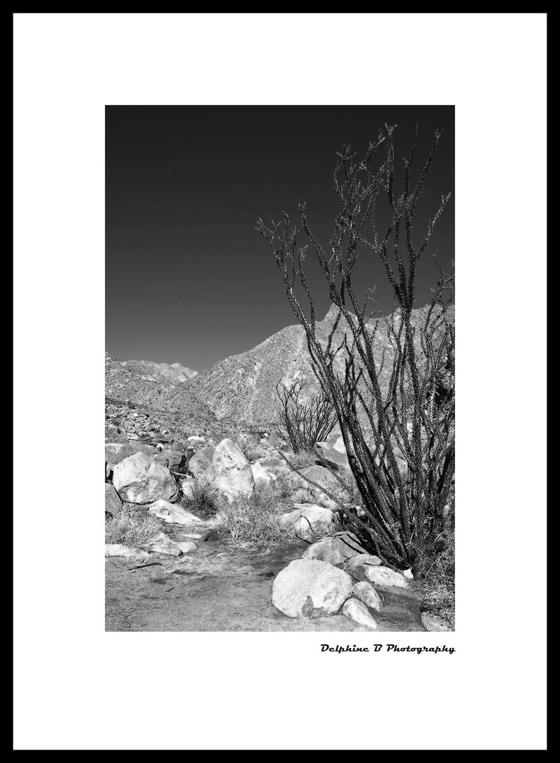 Majestic Ocotillo Desert vintage print Western landscape black and white print desert wonderland desert landscape vintage cowboy print