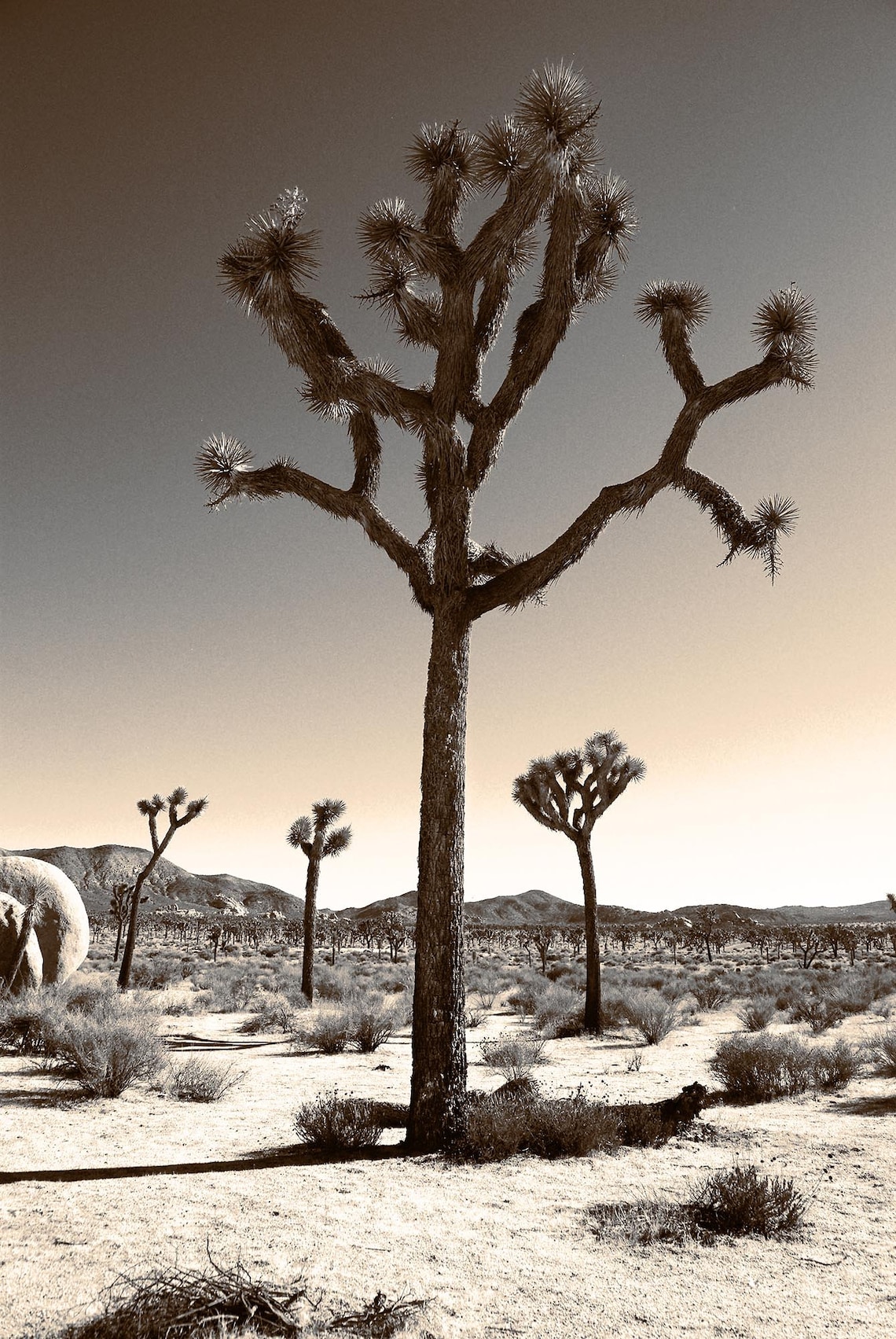 Joshua tree SEPIA print Joshua tree large poster desert Etsy