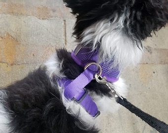 May include: A black and white dog wearing a purple mesh dog harness with a silver clip and a black leash.