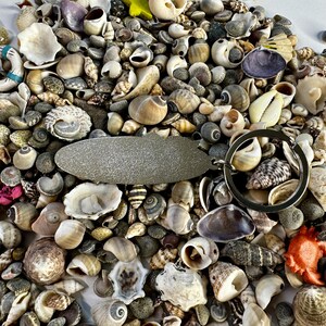May include: A silver-colored key chain with a surfboard-shaped charm. The charm is surrounded by a variety of small seashells in various colors and textures.
