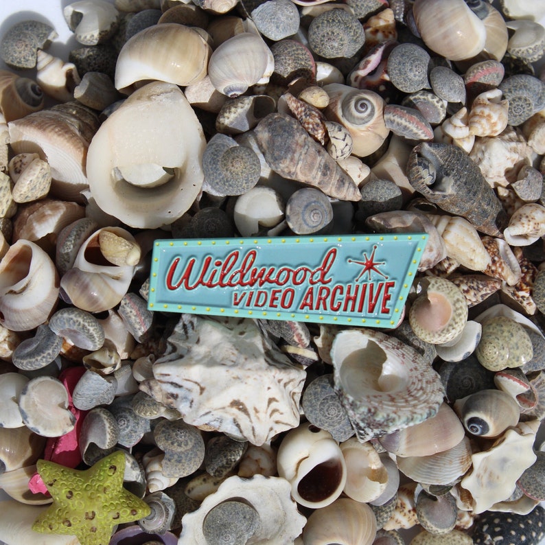 May include: A close-up of a variety of seashells in various shapes, sizes, and colors. A blue and red enamel pin with the text "Wildwood Video Archive" is in the center of the image.