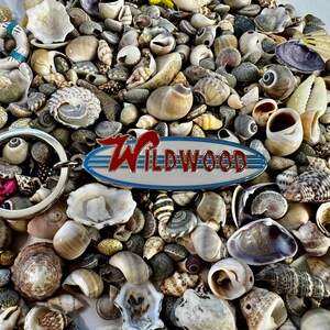 May include: A silver key chain with a blue and white surfboard charm that says "Wildwood" in red letters. The charm is surrounded by a variety of seashells.