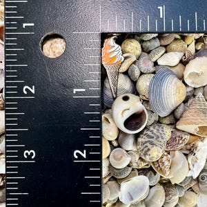 Op de afbeelding: Een close-up van een kleine oranje en witte ijshoorn pin op een bed van schelpen. De pin is ongeveer 2,5 cm hoog en is gemaakt van metaal.