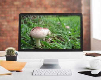 Desktop wallpaper, digital wallpaper, nature photograph screensaver, desktop wallpaper winter, mushroom screen wallpaper, phone wallpaper