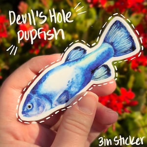 May include: A blue and white watercolor sticker of a pupfish, with the text "Devil's Hole pupfish" and "3in Sticker". The sticker is held in a hand against a background of red flowers and green foliage.