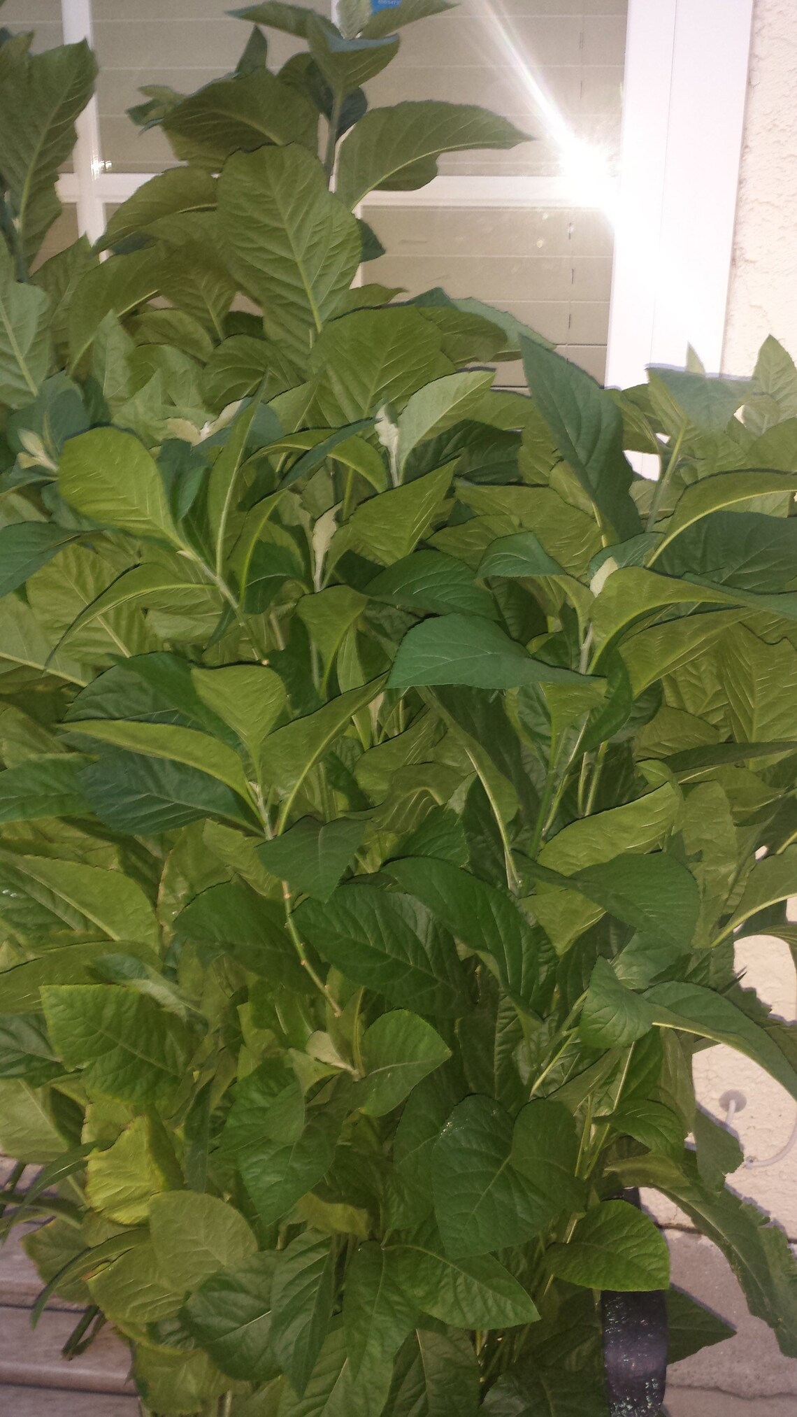 Bitter leaf Fresh leaves on young edible stem Etsy