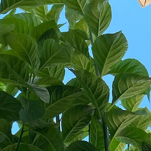 May include: A view from below of lush green leaves against a bright blue sky. The leaves are large, with prominent veins, and appear to be part of a plant or tree. The image is taken from a low angle.