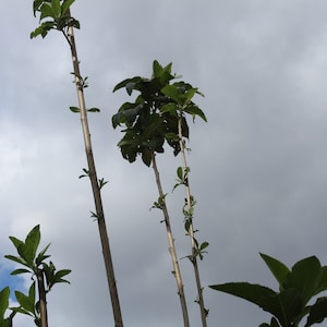 Bitter leaf stems for planting- Lot sale- 3mature stems.