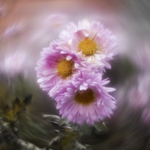 Könnte beinhalten: Eine Gruppe von rosa und weißen Blüten mit gelben Zentren, verschwommener Hintergrund.