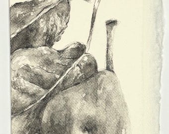 Original botanical artwork of Pears