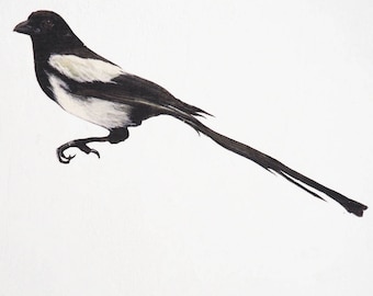 Magpie sticker wall decal