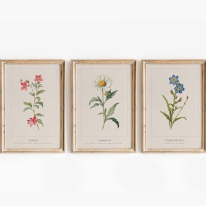 Botanical Gallery Wall Set of 3 Wild Flowers Art Watercolor Flower Prints, Minimalist Botanical Wall Art, Botanical Prints, Floral Printable
