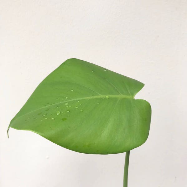 Monstera deliciosa house plant