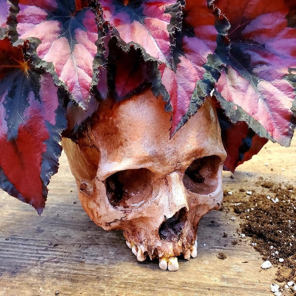 Jardinière crâne humain **LIVRAISON GRATUITE**