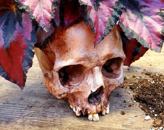 Human Skull Planter  **FREE SHIPPING**