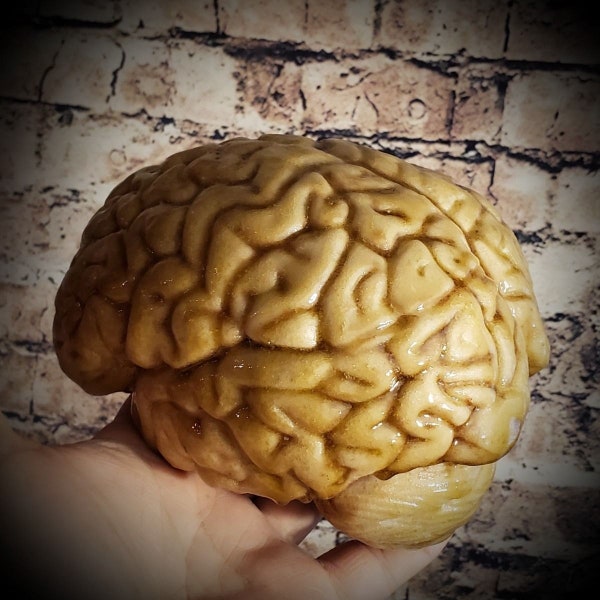 Life size human Brain natural/pickled** FREE SHIPPING**