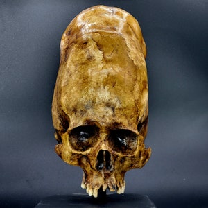 Paracas Skull with stand