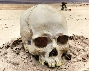 Sun Bleached resin human skull replica  ***Free Domestic Shipping ***
