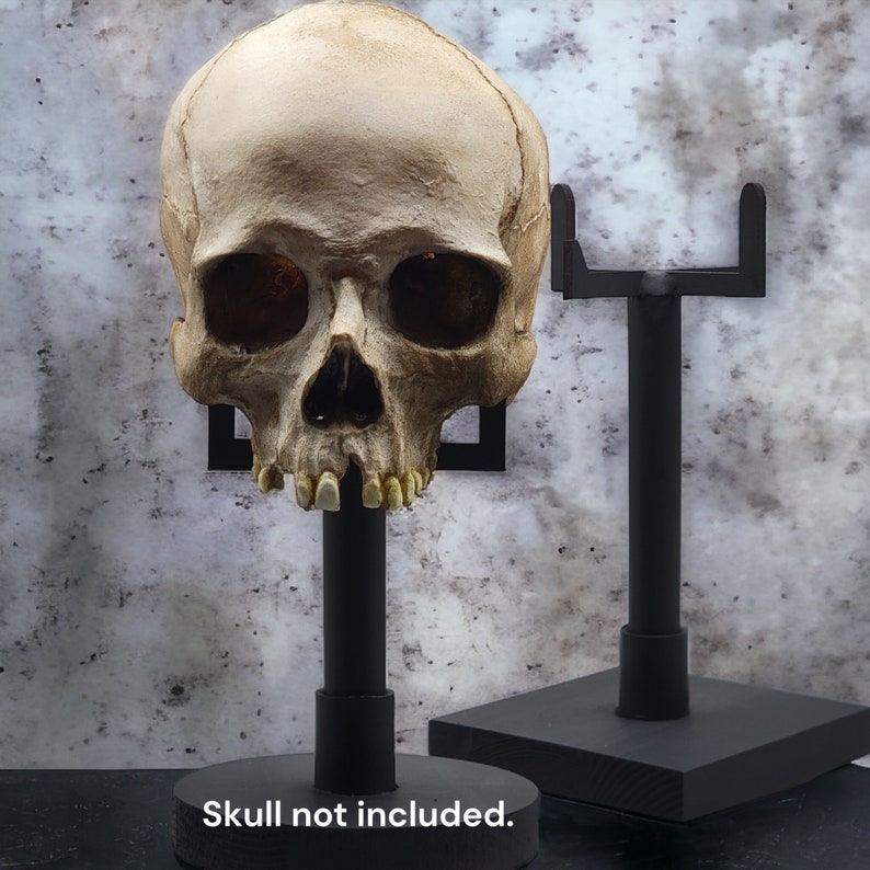 Aged resin human skull replica Free Domestic Shipping image 5